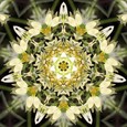 Imagami-Wasserwandler Moringa, 10 cm